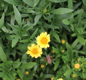 Krásnoočko 'Limoncello Golden' - Coreopsis auriculata 'Limoncello Golden'