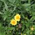 Coreopsis auriculata 'Limoncello Golden'.JPG