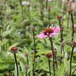 Třapatkovka 'Profusion' - Echinacea 'Profusion'