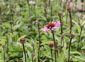 Třapatkovka 'Profusion' - Echinacea 'Profusion'