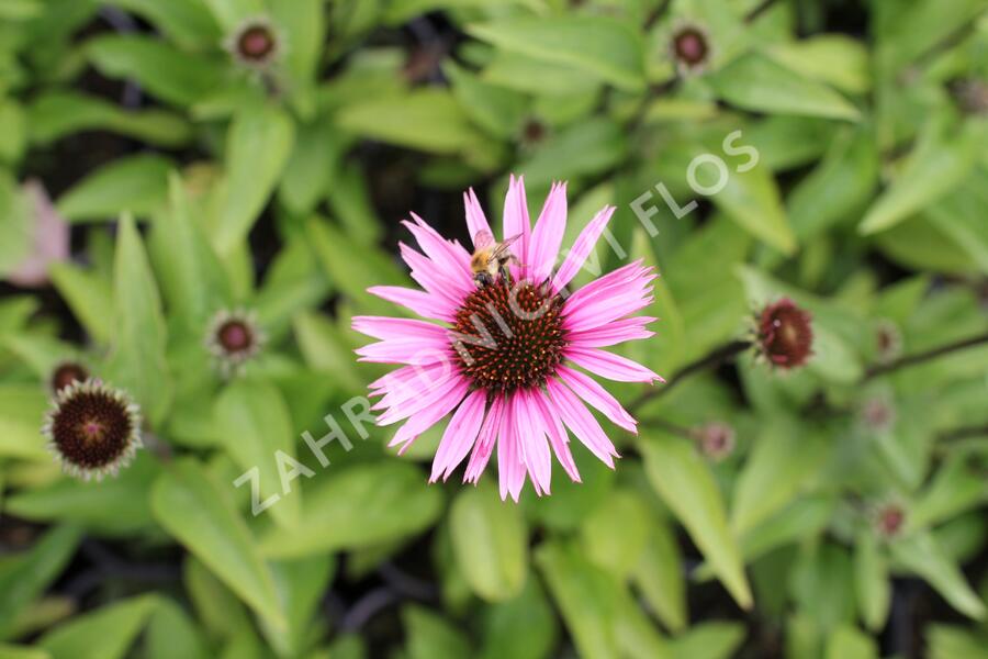 Třapatkovka 'Profusion' - Echinacea 'Profusion'
