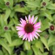 Třapatkovka 'Profusion' - Echinacea 'Profusion'