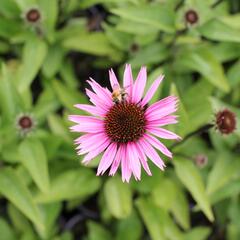 Třapatkovka 'Profusion' - Echinacea 'Profusion'