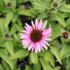 Echinacea 'Profusion'.JPG
