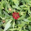 Záplevák podzimní 'HayDay Red' - Helenium autumnale 'HayDay Red'