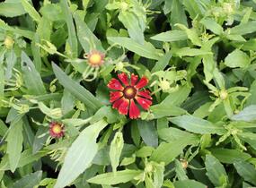 Záplevák podzimní 'HayDay Red' - Helenium autumnale 'HayDay Red'
