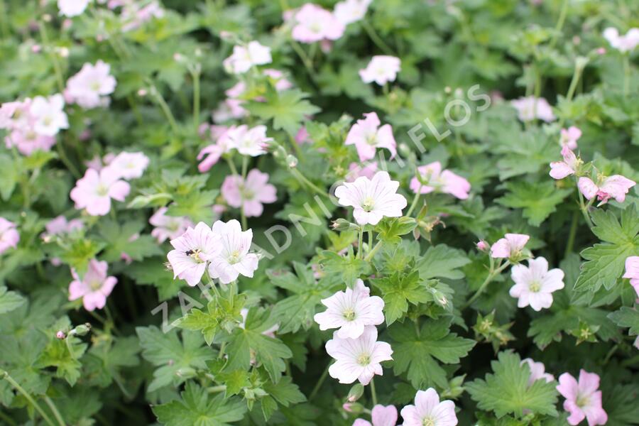 Kakost 'Dreamland' - Geranium 'Dreamland'