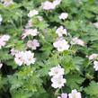 Kakost 'Dreamland' - Geranium 'Dreamland'