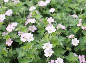 Kakost 'Dreamland' - Geranium 'Dreamland'