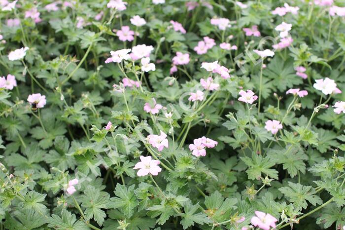 Kakost 'Dreamland' - Geranium 'Dreamland'