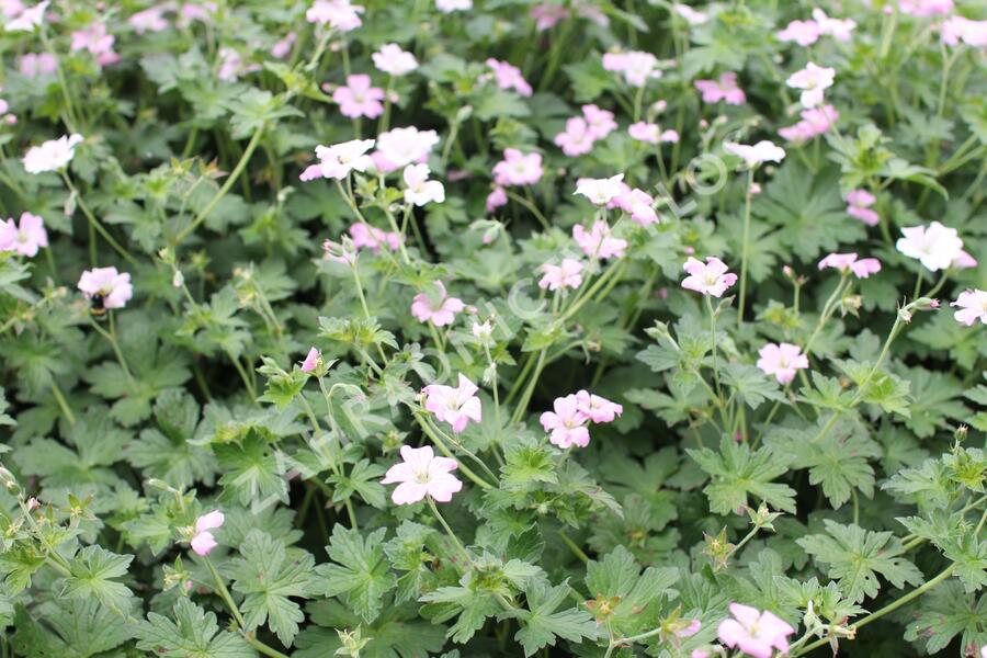 Kakost 'Dreamland' - Geranium 'Dreamland'