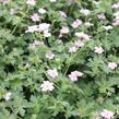 Kakost 'Dreamland' - Geranium 'Dreamland'