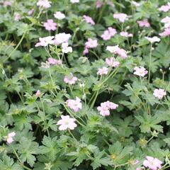 Kakost 'Dreamland' - Geranium 'Dreamland'