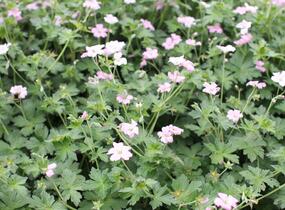 Kakost 'Dreamland' - Geranium 'Dreamland'