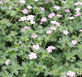 Kakost 'Dreamland' - Geranium 'Dreamland'