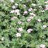 Geranium 'Dreamland'.JPG