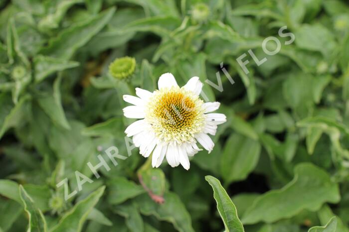 Třapatkovka nachová 'Papallo Semi Double White' - Echinacea purpurea 'Papallo Semi Double White'