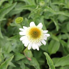 Třapatkovka nachová 'Papallo Semi Double White' - Echinacea purpurea 'Papallo Semi Double White'