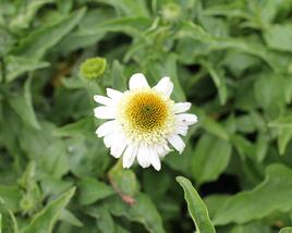 Třapatkovka nachová 'Papallo Semi Double White'