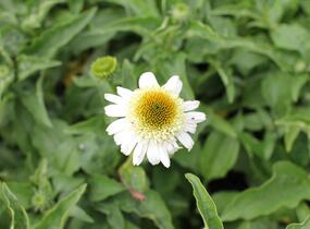 Třapatkovka nachová 'Papallo Semi Double White' - Echinacea purpurea 'Papallo Semi Double White'