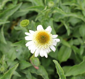 Třapatkovka nachová 'Papallo Semi Double White' - Echinacea purpurea 'Papallo Semi Double White'