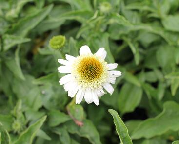 Třapatkovka nachová 'Papallo Semi Double White'