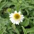Echinacea purpurea 'Papallo Semi Double White'.JPG