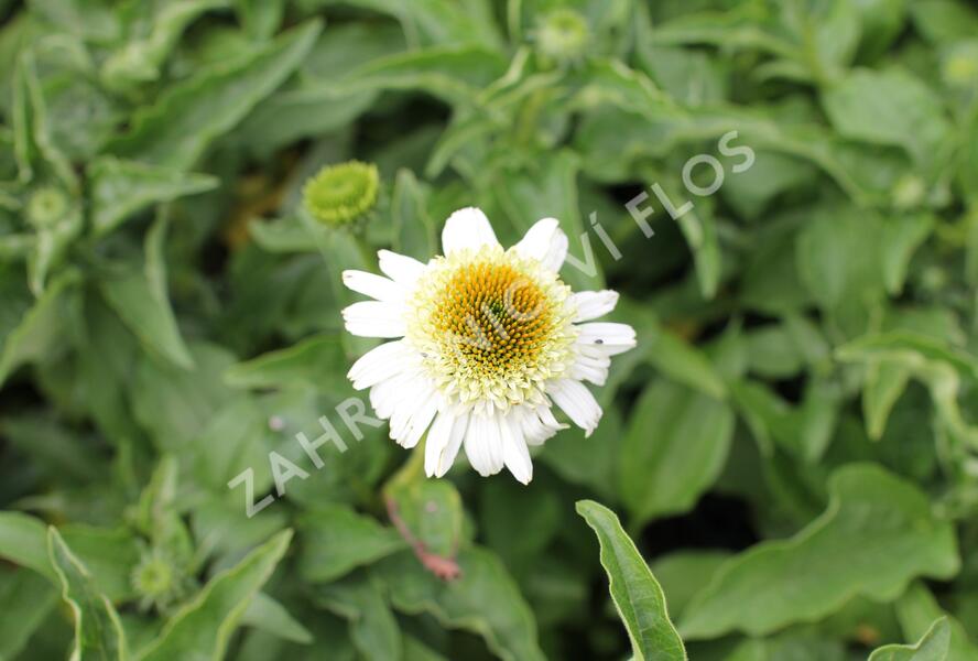 Třapatkovka nachová 'Papallo Semi Double White' - Echinacea purpurea 'Papallo Semi Double White'