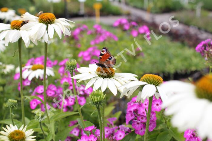 Třapatkovka nachová 'Primadonna White' - Echinacea purpurea 'Primadonna White'