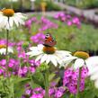 Třapatkovka nachová 'Primadonna White' - Echinacea purpurea 'Primadonna White'