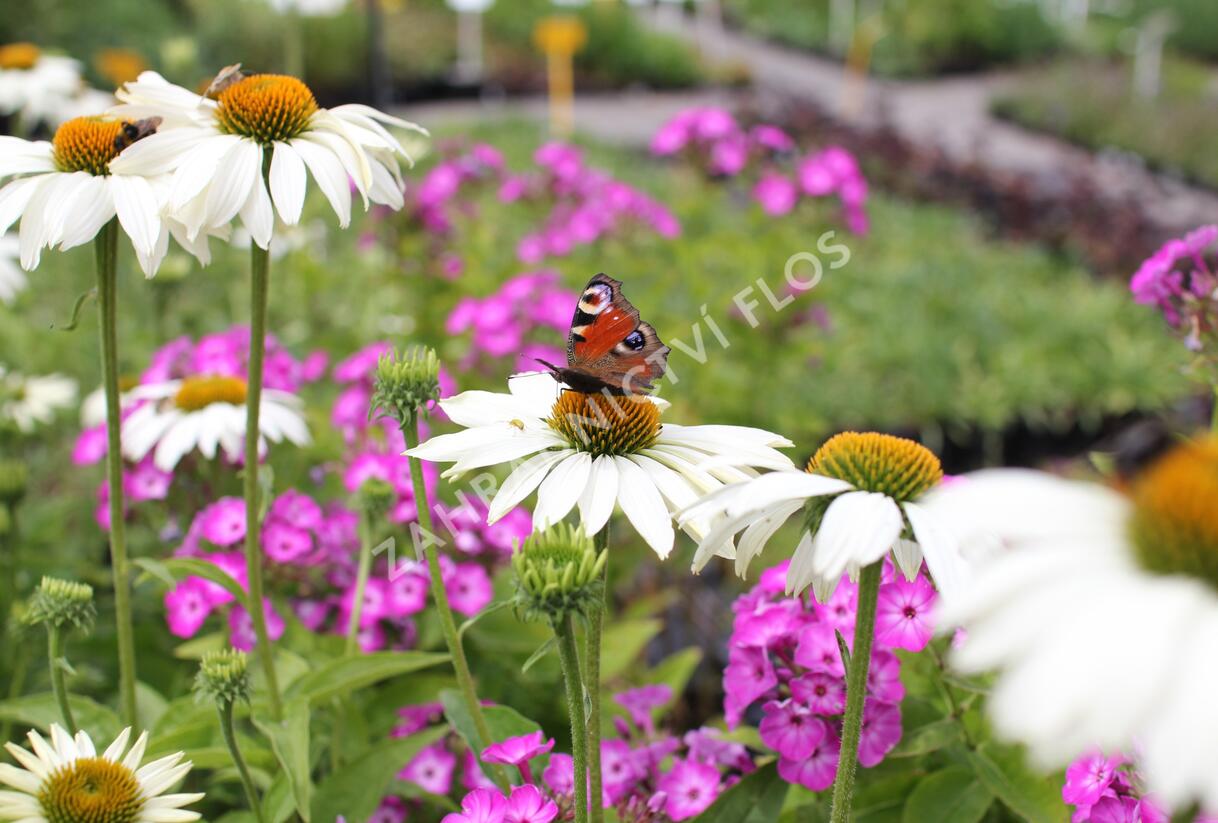 Třapatkovka nachová 'Primadonna White' - Echinacea purpurea 'Primadonna White'