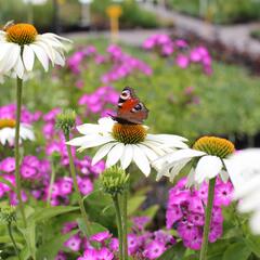 Třapatkovka nachová 'Primadonna White' - Echinacea purpurea 'Primadonna White'