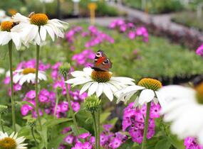 Třapatkovka nachová 'Primadonna White' - Echinacea purpurea 'Primadonna White'