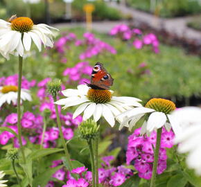 Třapatkovka nachová 'Primadonna White' - Echinacea purpurea 'Primadonna White'