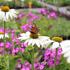 Echinacea purpurea 'Primadonna White'_01.JPG