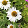 Třapatkovka nachová 'Primadonna White' - Echinacea purpurea 'Primadonna White'