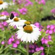 Třapatkovka nachová 'Primadonna White' - Echinacea purpurea 'Primadonna White'