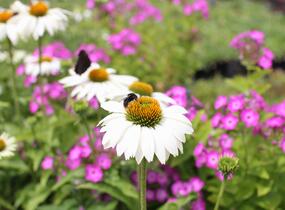 Třapatkovka nachová 'Primadonna White' - Echinacea purpurea 'Primadonna White'