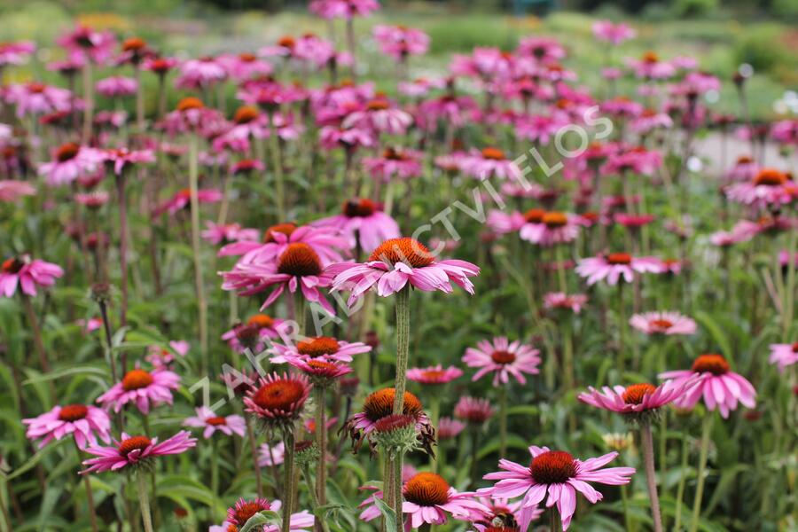Třapatkovka nachová 'Primadonna Deep Rose' - Echinacea purpurea 'Primadonna Deep Rose'