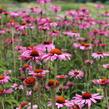 Třapatkovka nachová 'Primadonna Deep Rose' - Echinacea purpurea 'Primadonna Deep Rose'