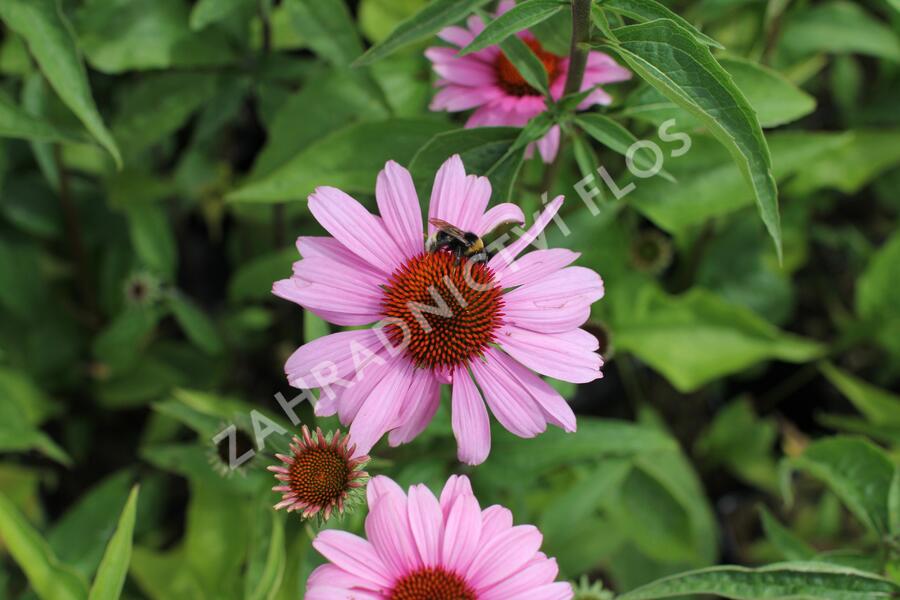Třapatkovka nachová 'Primadonna Deep Rose' - Echinacea purpurea 'Primadonna Deep Rose'