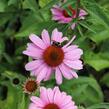 Třapatkovka nachová 'Primadonna Deep Rose' - Echinacea purpurea 'Primadonna Deep Rose'