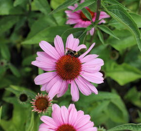 Třapatkovka nachová 'Primadonna Deep Rose' - Echinacea purpurea 'Primadonna Deep Rose'