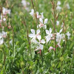Svíčkovec Lindheimerův 'Emmeline White' - Gaura lindheimeri 'Emmeline White'