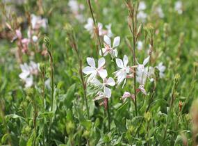 Svíčkovec Lindheimerův 'Emmeline White' - Gaura lindheimeri 'Emmeline White'