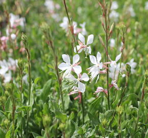 Svíčkovec Lindheimerův 'Emmeline White' - Gaura lindheimeri 'Emmeline White'