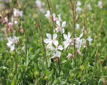 Svíčkovec Lindheimerův 'Emmeline White'