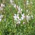 Gaura lindheimeri 'Emmeline White'.JPG