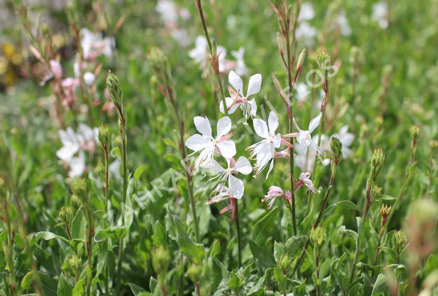 Svíčkovec Lindheimerův 'Emmeline White' - Gaura lindheimeri 'Emmeline White'