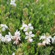 Svíčkovec Lindheimerův 'Emmeline White' - Gaura lindheimeri 'Emmeline White'